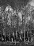 Picture of Bolehill Birches, Peak District