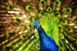 Picture of Talisker Peacock