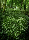 Picture of Green Heart (Lindley Woods)
