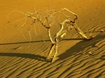 Picture of Desert Dog