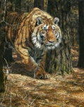 Picture of Taiga Tiger