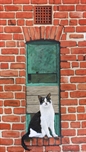 Picture of Untitled (Cat)